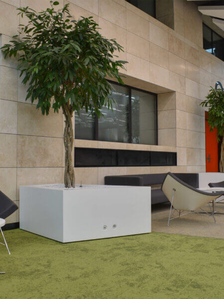 Tree in relax zone
